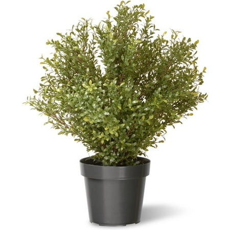 National Tree 30" Argentina Plant with Green Pot