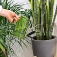 thumbnail image 4 of KAIYANG Regadera para plantas de interior con pico largo de acero inoxidable, 1 litro, escala fácil de medir (verde), 4 of 5