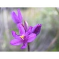 thumbnail image 3 of Popcorn 24x19 Black Modern Framed Museum Art Print Titled - Wildflowers XLXI, 3 of 5