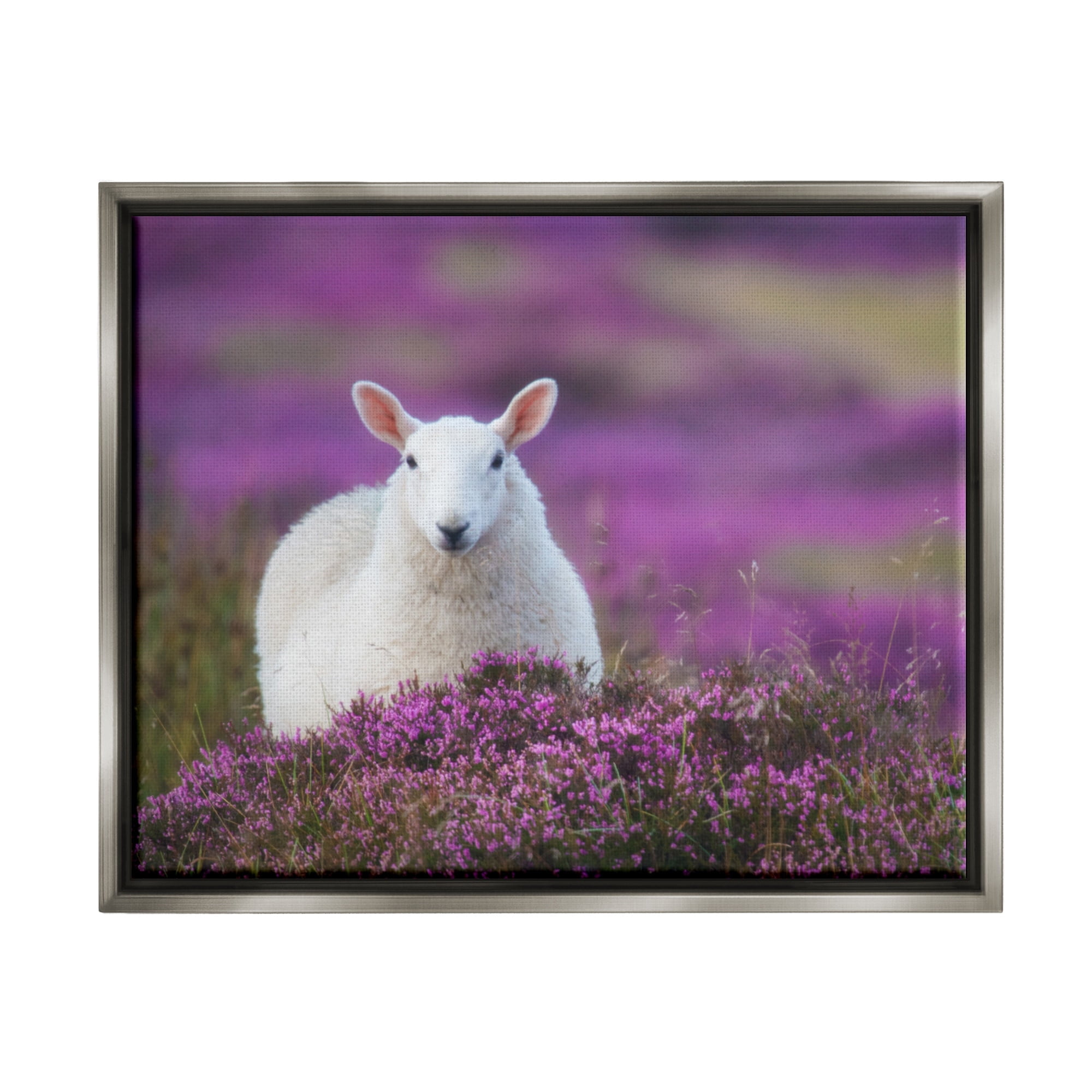 Stupell Industries Elegant White Sheep Among Purple Flower Meadow Photograph Luster Gray Floating Framed Canvas Print Wall Art, Design by James Dobson