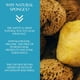 thumbnail image 4 of Caribbean Silk Natural Face Cleansing Sponge, Gentle on All Skin Types for Kids & Adult, 1 pc by LatherGreen, 4 of 6