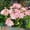 B, variant on Amaryllis, Low Maintenance - Easy Grow - Ideal for Beds Borders, Plant Pots & Planters