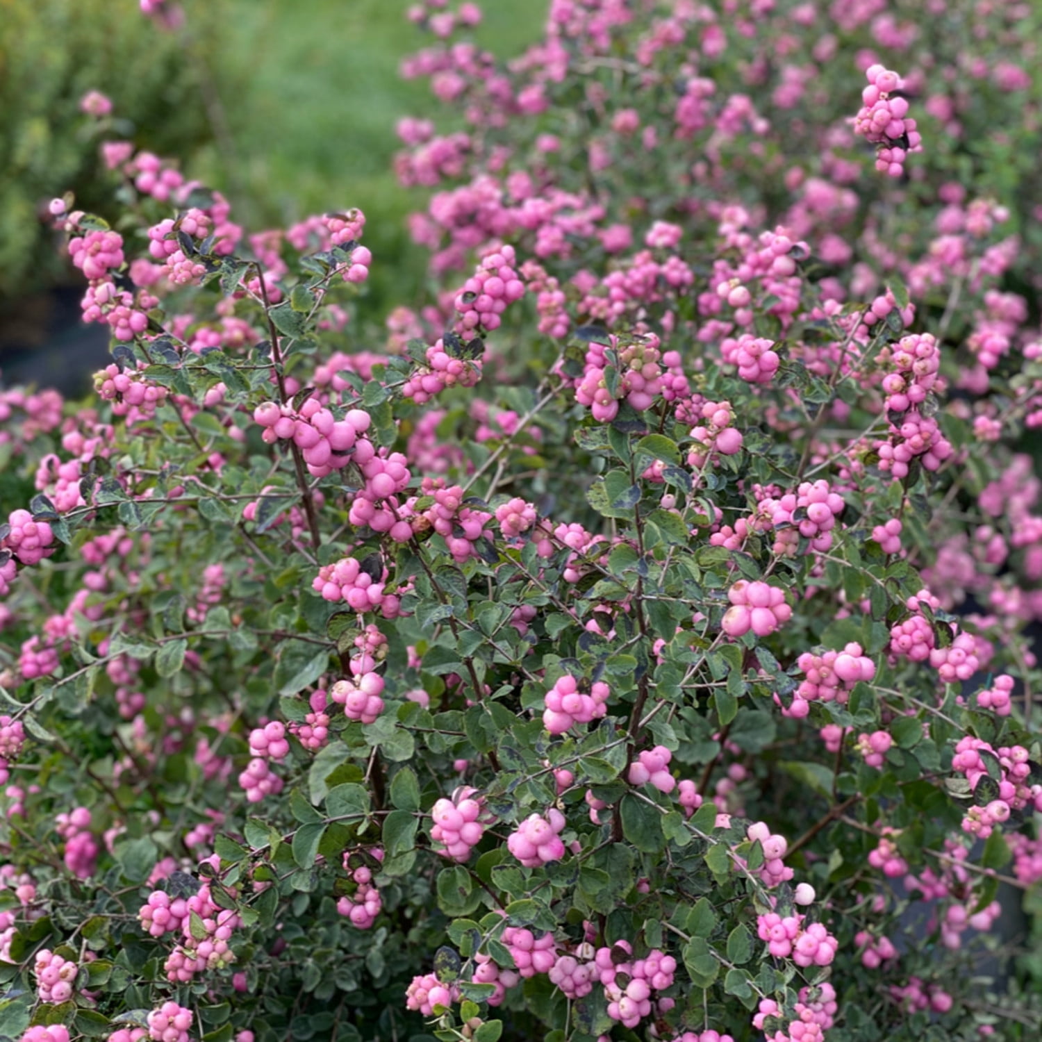 Proven Winners ColorChoice 5" Proud Berry Pink Coralberry Live Plant in 4.5" Pot (4 Count)