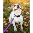 thumbnail image 2 of GHSDFBB Reflective Dog Collar, Sturdy Nylon Collars for Small Girl and Boy Dogs, Adjustable Dog Collar with Quick Release Buckle, Purple, 2 of 6