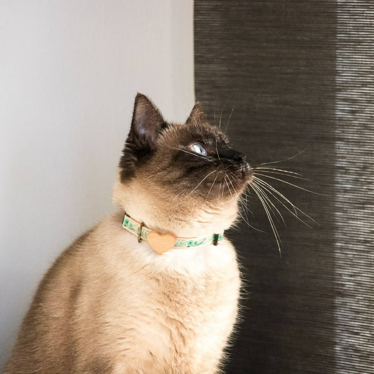 Friendship collars deals for cats