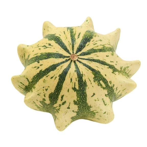 Crown of Thorns Shenot Gourd Seeds - 0.25 Oz ~200 Seeds - Garden - Non-GMO, Open Pollinated Vegetable Gardening Seeds