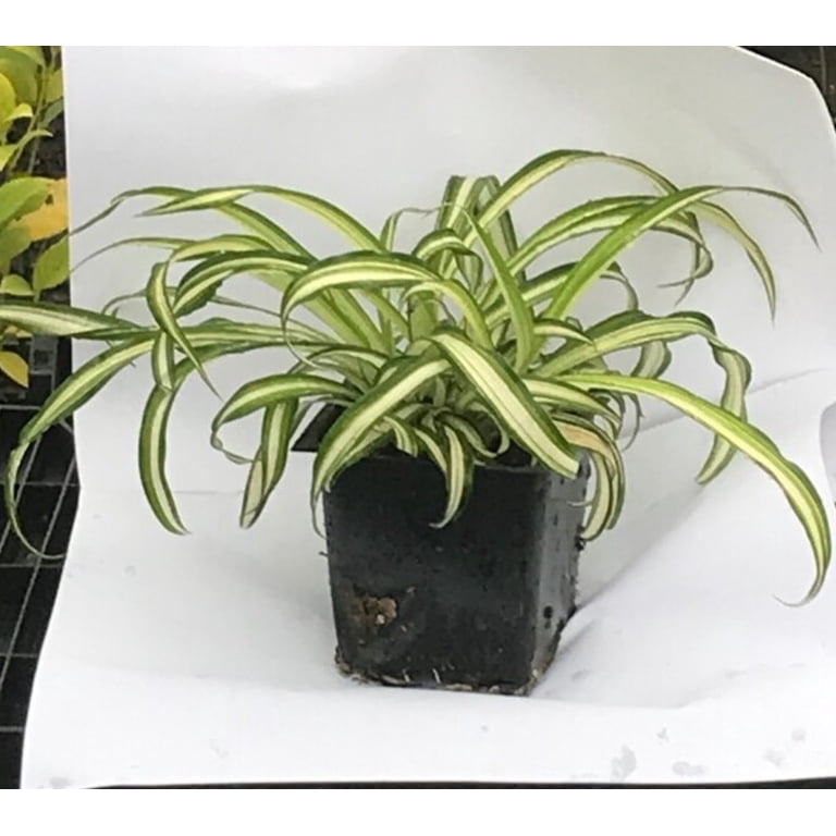 Daylily Nursery Curly Spider Live Plant in 4" Pot, Easy Care indoor House  Plant - Walmart.com