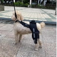 thumbnail image 5 of Frusde Dog Knee Brace, Adjustable Dog Double Rear Leg Brace with Reflective Seat Belts Support-Red, 5 of 7