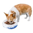 thumbnail image 2 of All For Paws Chill-Out Cooling Pet Feeder for Dogs & Cats, 500 ml Cooler Bowl, 2 of 9