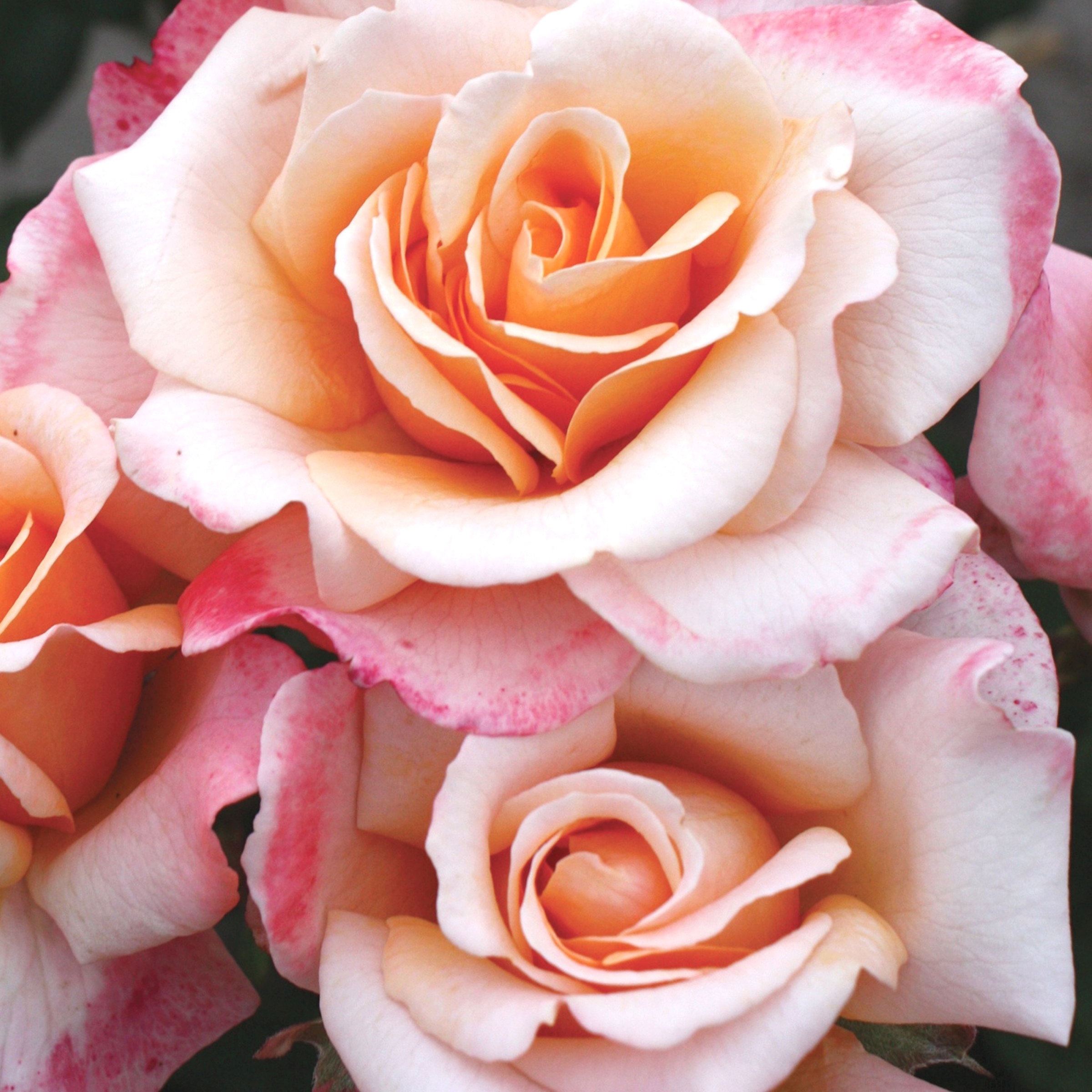Bloomables® Bareroot Eleganza® Oh Happy Day™ Hybrid Tea Rose - Bicolor Pink Flowers - Live Plants - 2 Piece - image 2 of 6