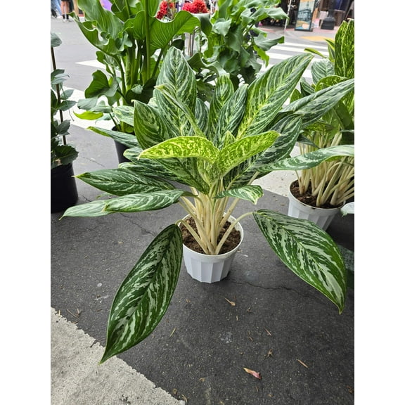 Aglaonema Golden Madonna, Variegated, in 8 inch pot Air-Purifying Indoor Plant - Get similar