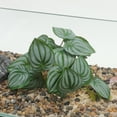 thumbnail image 3 of Plantas de Terrario de Bargains Únicos con Aspecto Natural Escondites Accesorios de Tanque de Dragón Barbudo Mejoran el Hábitat de Reptiles Plantas de Terrario Verdes, 3 of 7