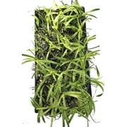 Variegated Lilyturf - Liriope - Sun/Shade - 48 Plants