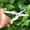 white, variant on Stainless Steel Pruning Shears | Heavy Duty Garden Scissors for Fruit Trees, Hedges & Branches | Precision Straight Blade, Rust Resistant, Ergonomic , Secure Locking, Easy Clean Cuts, 1 Piece