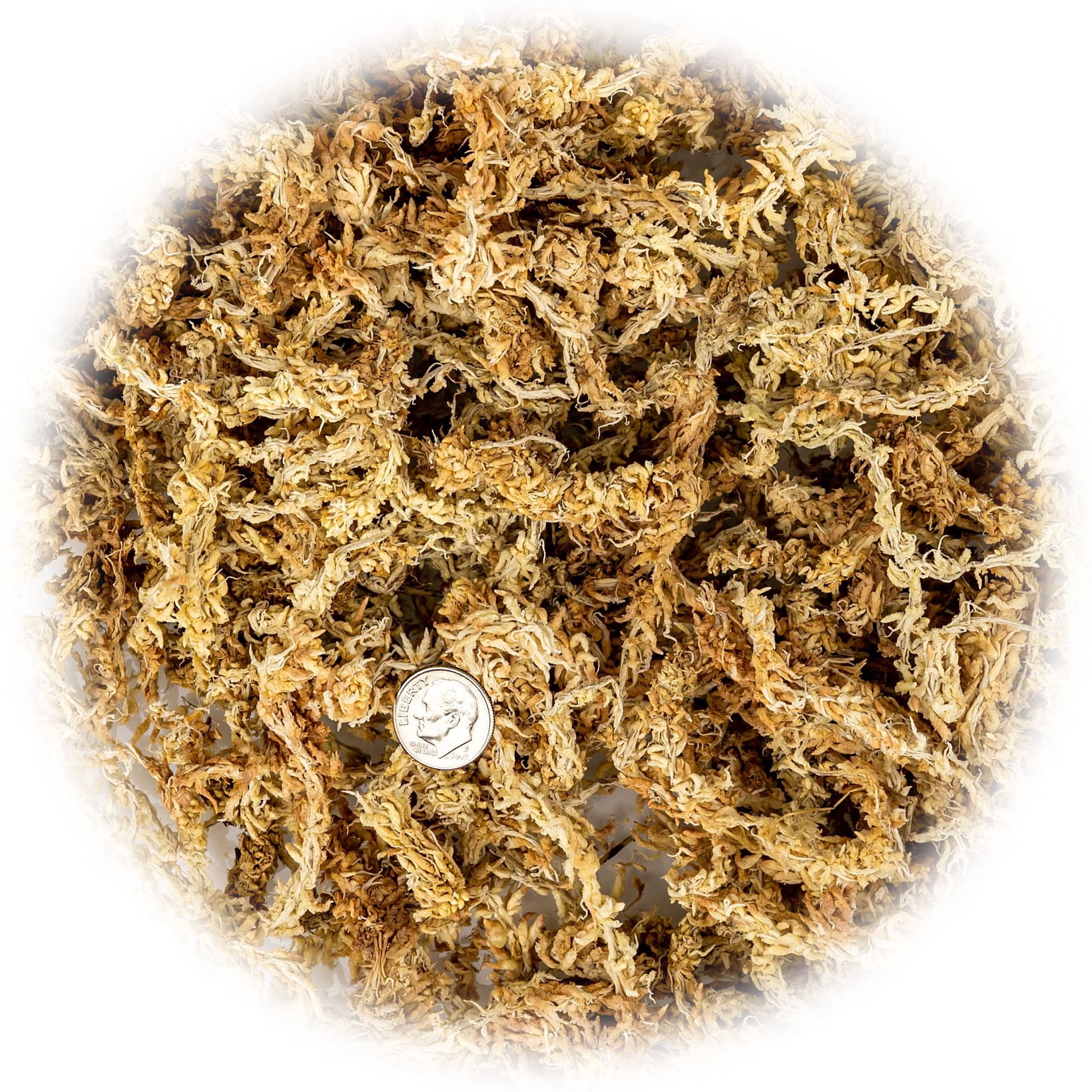 ⭐ PREMIUM New Zealand Sphagnum Moss - Organic Hand Mixed Long Fibered Sphagnum Moss Orchid by Gardenera - (4 Quart Bag)