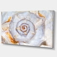 thumbnail image 2 of Great Skeleton of Sea Shell - Oversized Animal Wall Art, 2 of 3