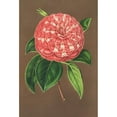 thumbnail image 3 of Charles Antoine Lemaire 11x14 Black Modern Framed Museum Art Print Titled - Camellia Matteo Malfino (Hybr.) (1854-1896), 3 of 5