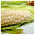thumbnail image 3 of Everwilde Farms - 1/4 lb Country Gentlman Sweet Corn Seeds - Gold Vault Bulk Seed Packet, 3 of 3