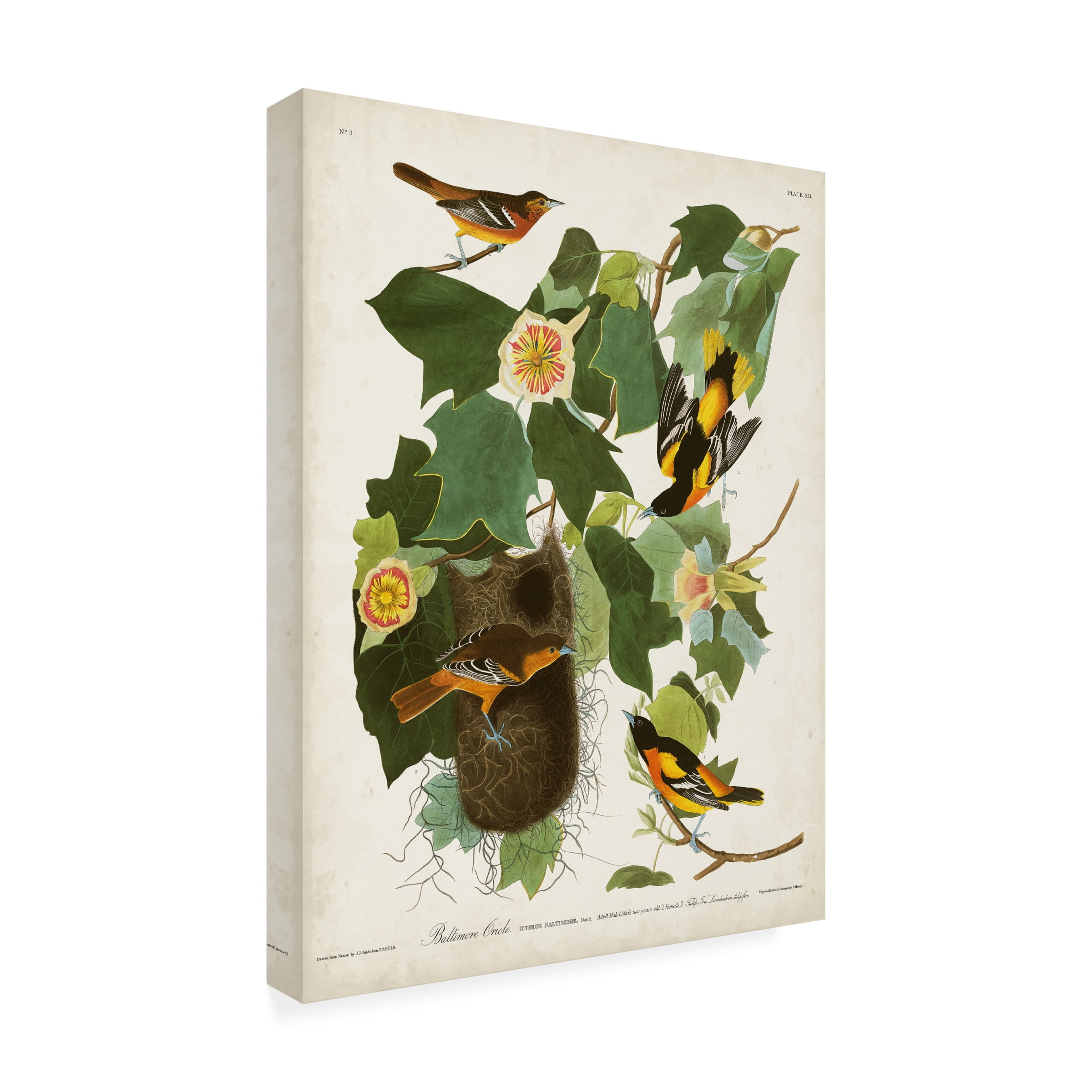 John James Audubon 'Baltimore Oriole' Canvas Art