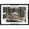 thumbnail image 5 of Art.com Wolf pack huddling together in snowy forest, Czech Republic Photographic Print by Franco Banfi, Black Frame Wall Art, 23" x 17", 5 of 5