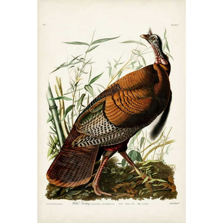 Audubon, John James 11x14 Gold Ornate Wood Framed with Double