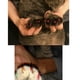 thumbnail image 5 of 2 protectores de uñas suaves para mascotas, adecuados para gatos y perros METRO, 5 of 7