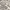 Ivory/Grey, variant on SAFAVIEH Evoke Lorna Bordered Area Rug, Ivory/Gold, 3' x 5'