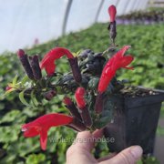 Aeschynanthus, Twisted Lipstick Plant, Twister, Twisted Lipstick Plant - Pot Size: 3in (2.6x3.5in) - House Plants