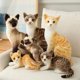 thumbnail image 2 of Gatos siameses realistas de peluche, juguete de simulación de pelo corto americano, muñeco de gato bonito, juguetes para mascotas, decoración del hogar, regalo de cumpleaños para niñas, 2 of 5