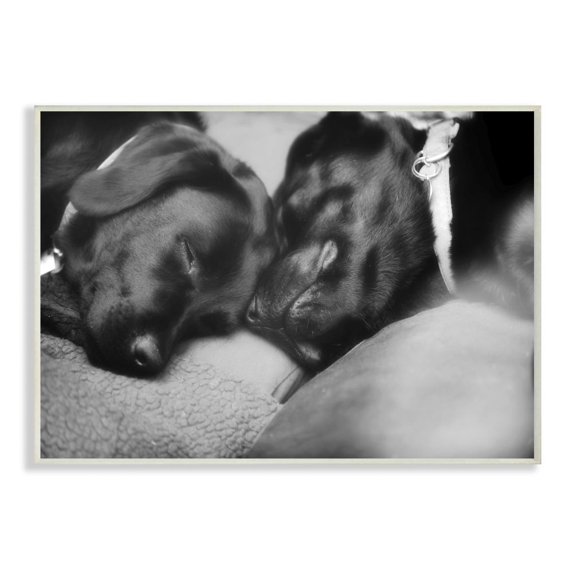 Stupell Industries Cute Cuddle Dog Pet Animal Black And White Photo Wall Plaque Art by Villager Jim