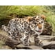 thumbnail image 4 of Marioneta de mano Folkmanis Leopard Cub beige/marrón/bronceado/negro/blanco, 4 of 5