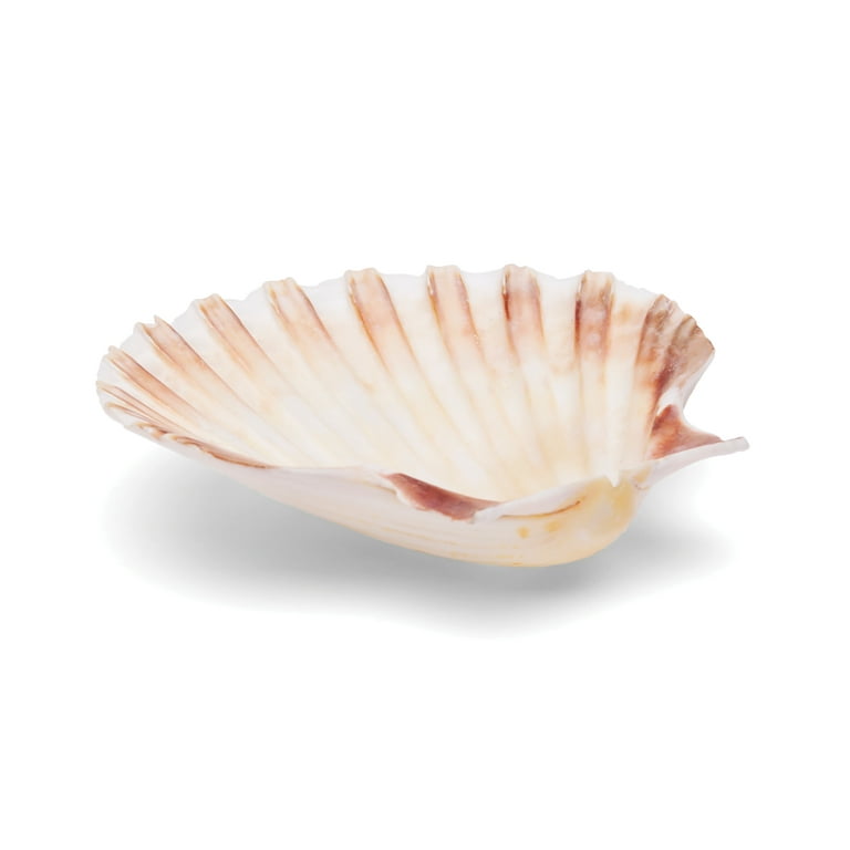 Shells seafood 2024