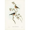 thumbnail image 2 of Gould, John 23x32 Gold Ornate Wood Framed with Double Matting Museum Art Print Titled - Scarlet-breasted Robin-Petroica multicolor, 2 of 4