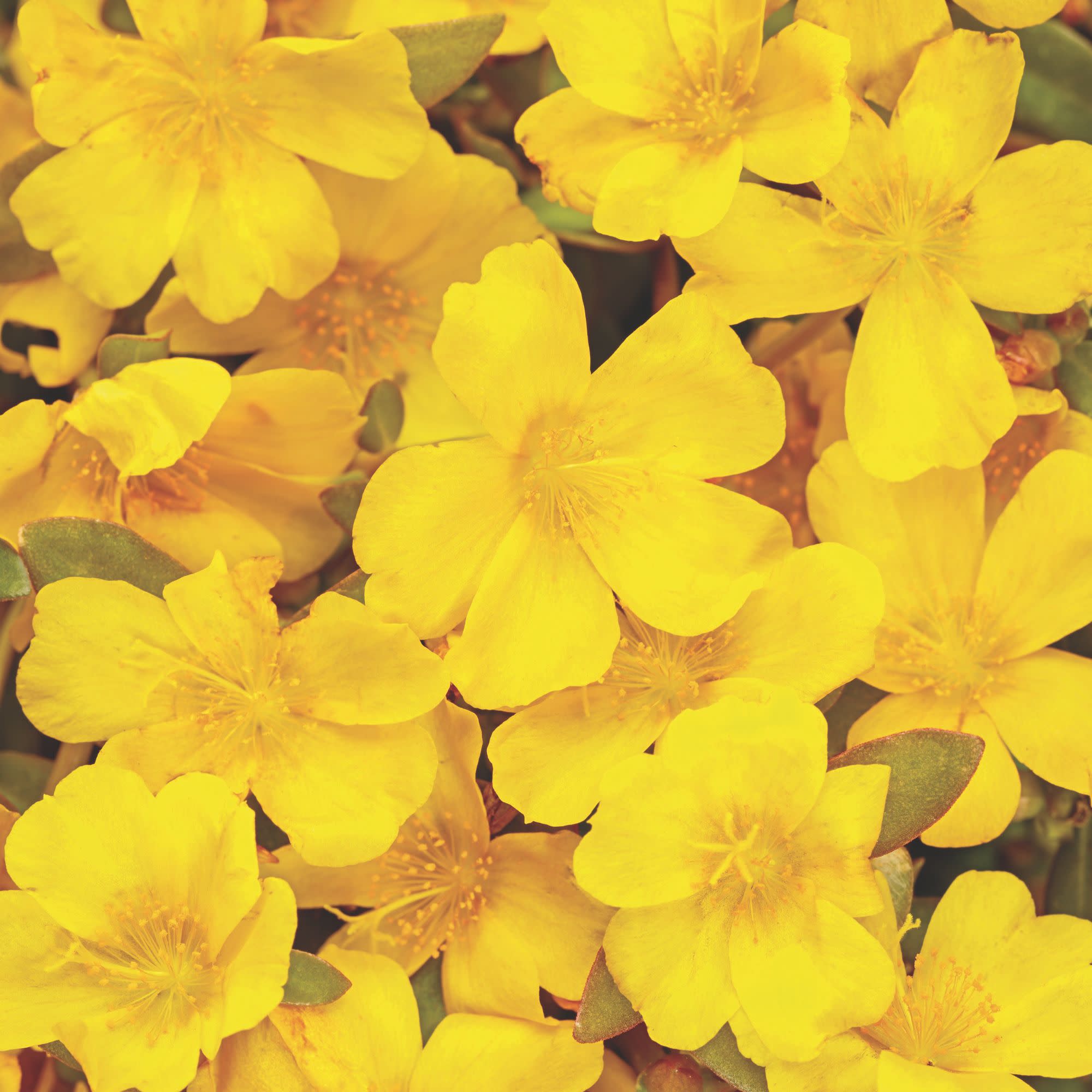 Proven Winners 4" Mojave Yellow Purslane Live Plant in 4.25" Pot (4 Count)