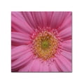 thumbnail image 2 of Trademark Fine Art "Pink" Canvas Art by Kurt Shaffer, 2 of 4