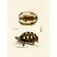 thumbnail image 3 of Sir Andrew Smith 15x18 Black Modern Framed Museum Art Print Titled - Tortoise Verroxii (1838-1849), 3 of 5