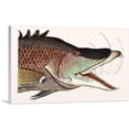 thumbnail image 1 of ARTCANVAS Great Hog Fish Canvas Art Print by Mark Catesby - Size: 18" x 12" (1.50" Deep), 1 of 9