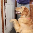 thumbnail image 3 of Campanas para perros para aprender a ir al baño - Campana de trineo de cuero para colgar en la puerta, 3 of 5