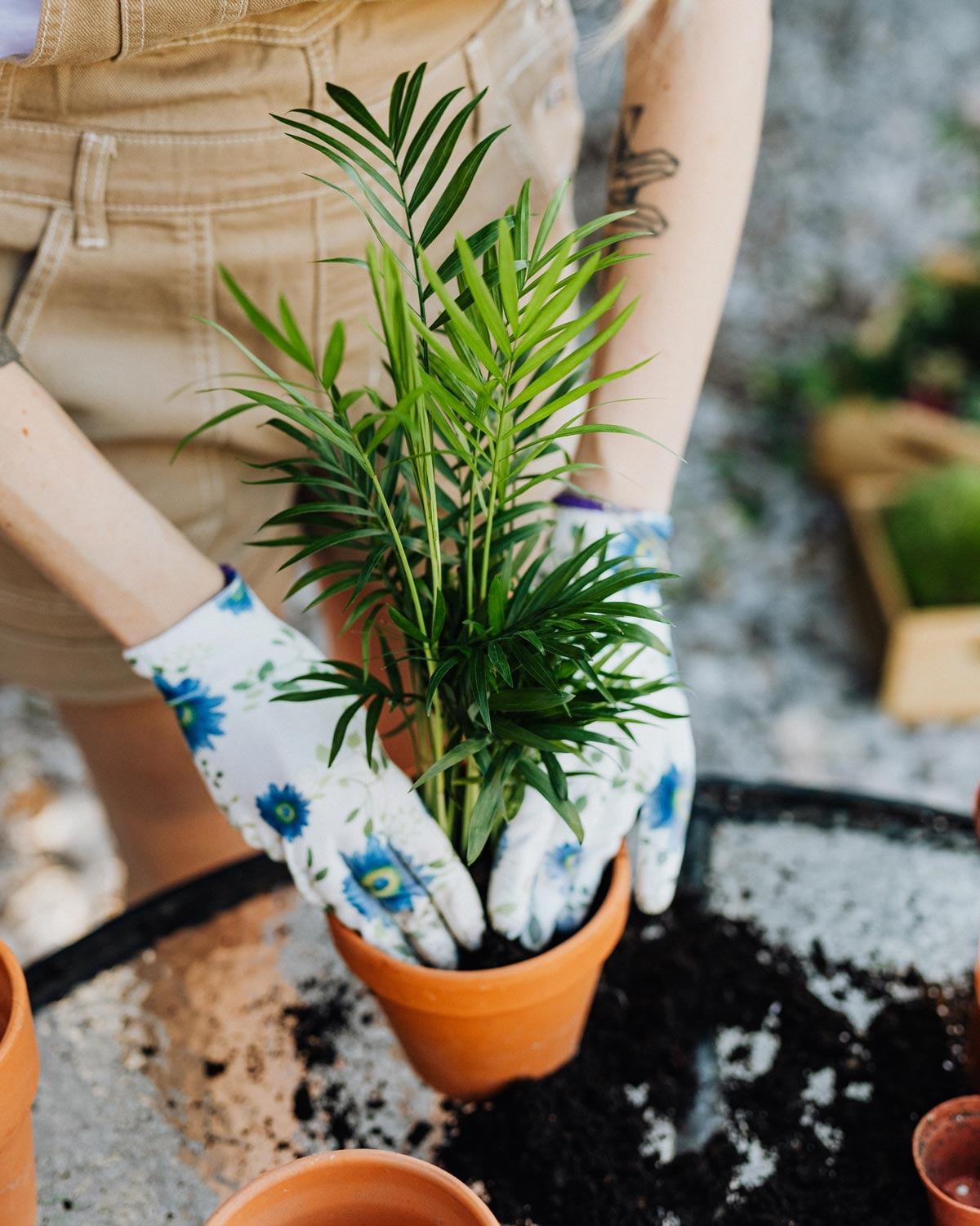 Palm Tree Potting Mix - The Ultimate Soil for Strong and Healthy Palms   - Top Choice for Palm Tree Growers  [5 QUART BAG] - Walmart.com