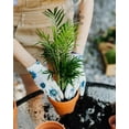 thumbnail image 4 of ⭐ Palm Tree Potting Mix - The Ultimate Soil for Strong and Healthy Palms 🌴 - Top Choice for Palm Tree Growers 🌿 [1 QUART BAG], 4 of 8