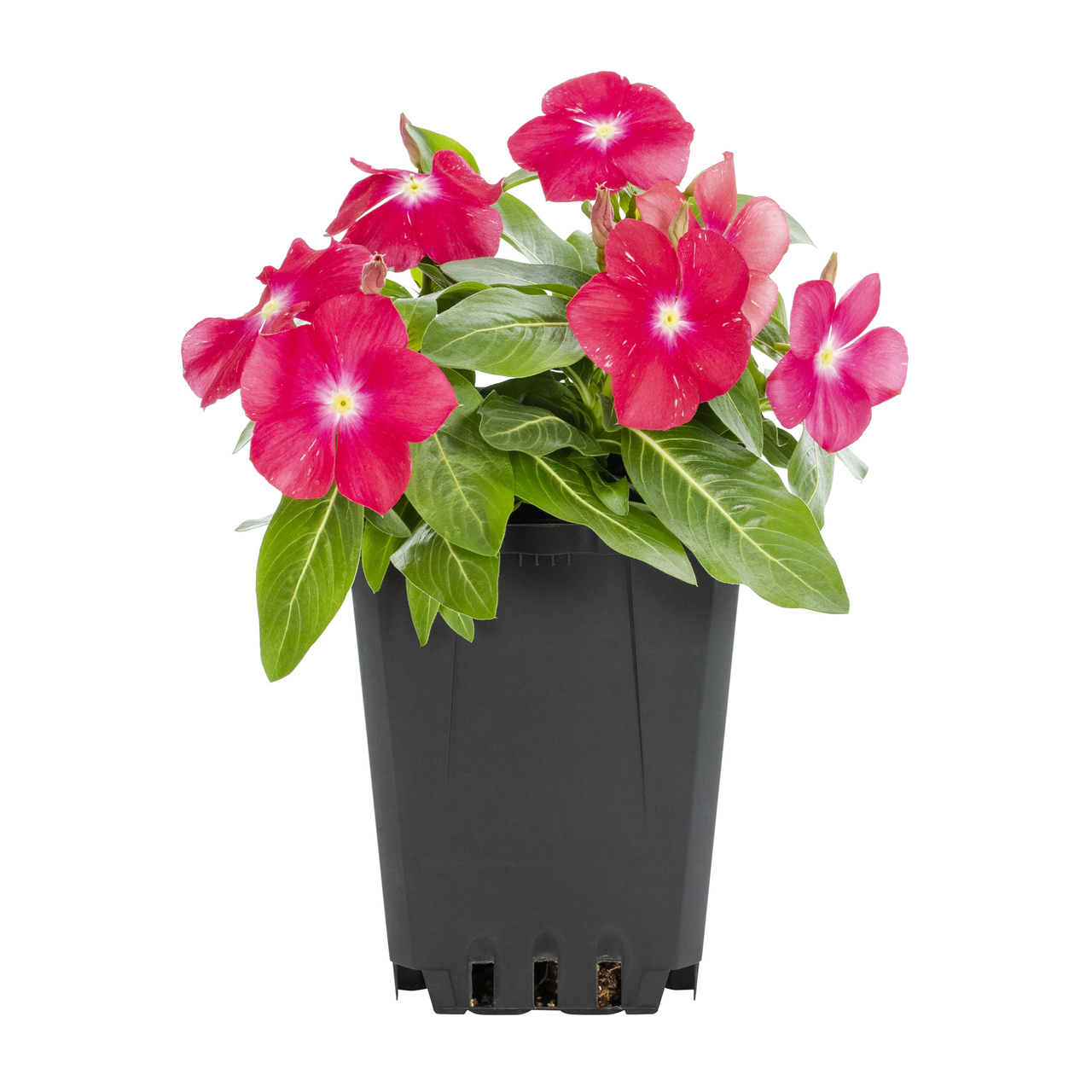 Expert Gardener Multicolor Vinca Live Annual Plant, 1 Pint Grower Pot, 6-Pack, Full Sun