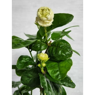 Hirt's Arabian Tea Jasmine Plant - Maid of Orleans - 6" Pot - Live Plant -  Walmart.com