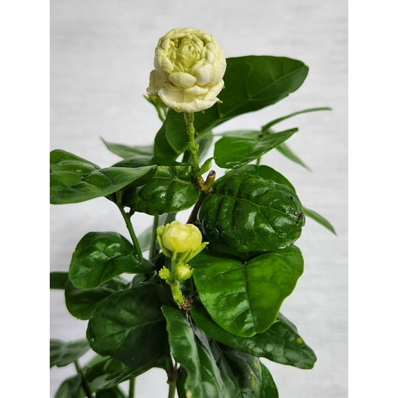 Jasmine Sambac "Grand Duke of Tuscany" 4 inch pot