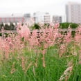 thumbnail image 2 of Ruby Grass Seeds - Bristle-Leaved Redtop Ornamental Grass Seed - 100 Seeds, 2 of 5