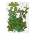 thumbnail image 1 of Inteprter Hojas secas naturales en relieve Hojas prensadas Joyas Decoraciones Hogar para tarjetas de boda de resina Hoja verde 12 Type1 NO1, 1 of 6