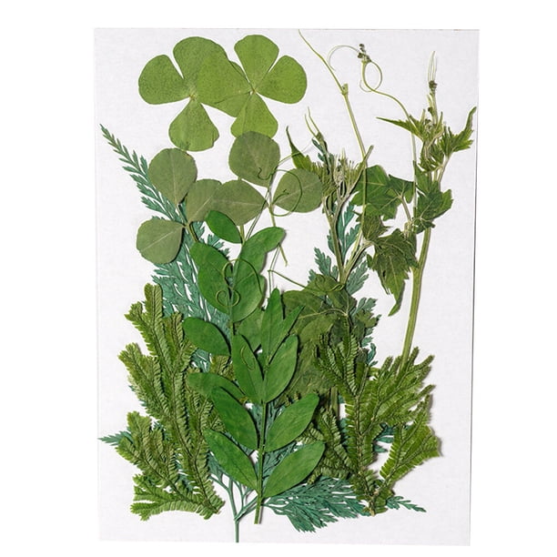 Cateissary Hoja seca natural DIY Planta en relieve Hojas prensadas Decoraciones Hogar para tarjetas de boda de resina Hoja verde 12 Type1 NO1