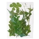 thumbnail image 4 of Advancent Hojas secas naturales Artesanías en relieve Hojas prensadas Decoración Hogar Tarjeta postal decorativa Presenta Hoja verde 12 Hoja verde 12 10Conjunto, 4 of 6