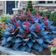 thumbnail image 1 of Semillas de Hosta variegada, 100 semillas (estilo Q), 1 of 1