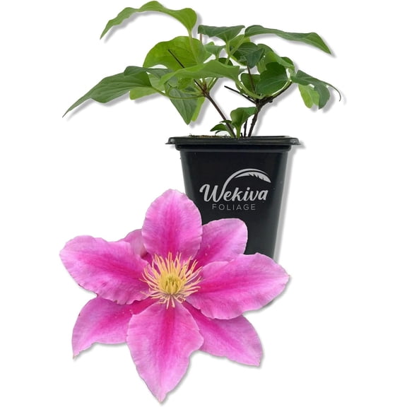 Clematis Vicki - Live Starter Plant in a 2 Inch Growers Pot - Starter Plants Ready for The Garden - Rare Clematis for Collectors