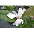 thumbnail image 6 of Expert Gardener 2.25 gal Magnolia Leonard Messel Live Trees, 6 of 9